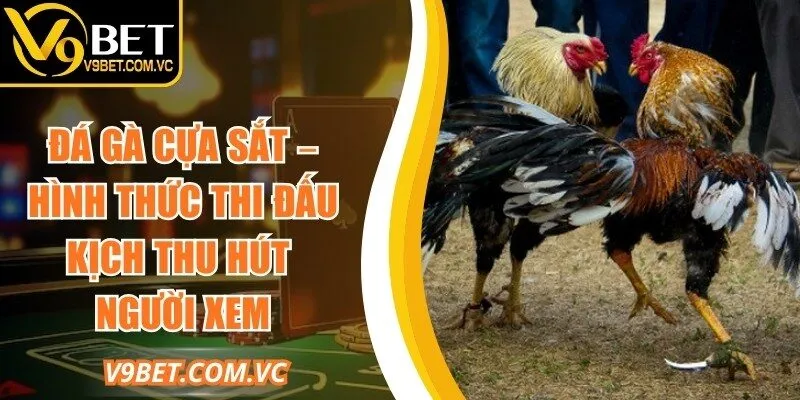 Đá Gà Cựa Sắt – Hình Thức Thi Đấu Thu Hút Người Xem